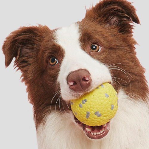 ActivePaw | Interactive Dog Ball