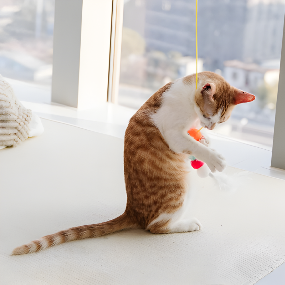 BounceCharm │ Hanging Cat Bungee Toy Set