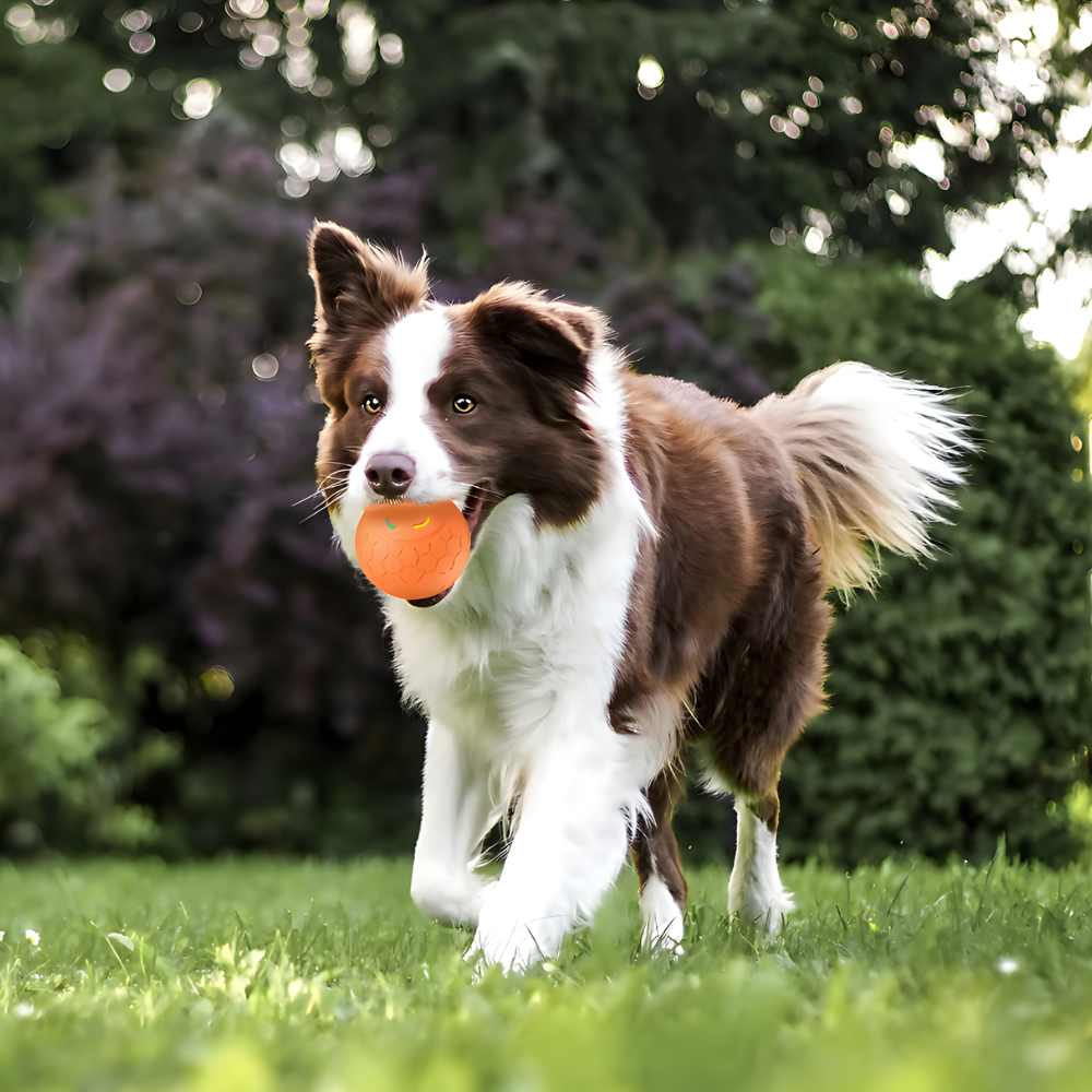BounceRush │ Dual Mode Interactive Fetch Ball Toy