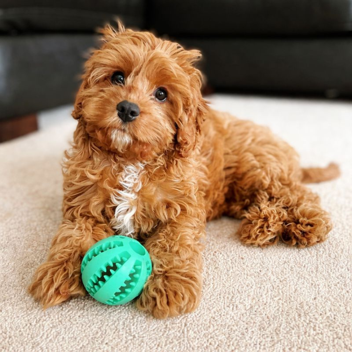 TreatForge │ Treat Dispensing Chew Ball