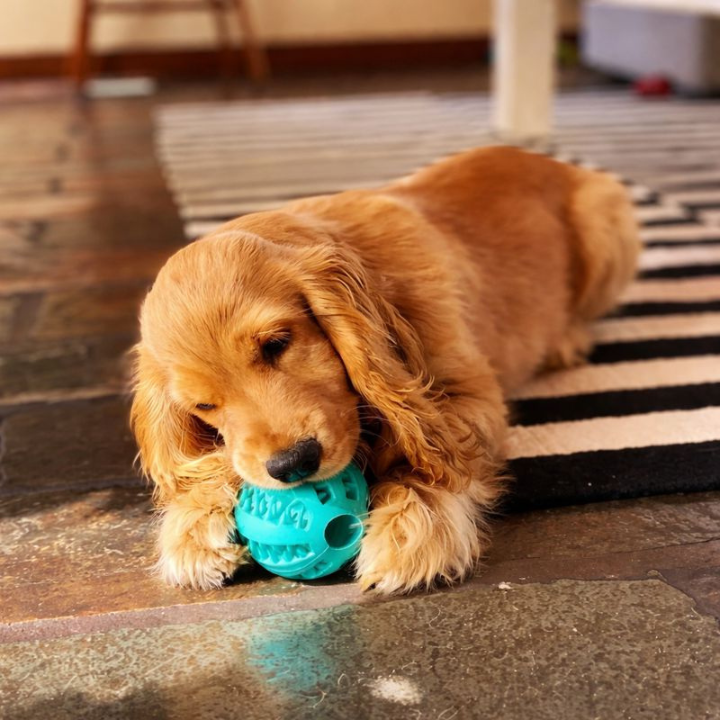 TreatForge │ Treat Dispensing Chew Ball