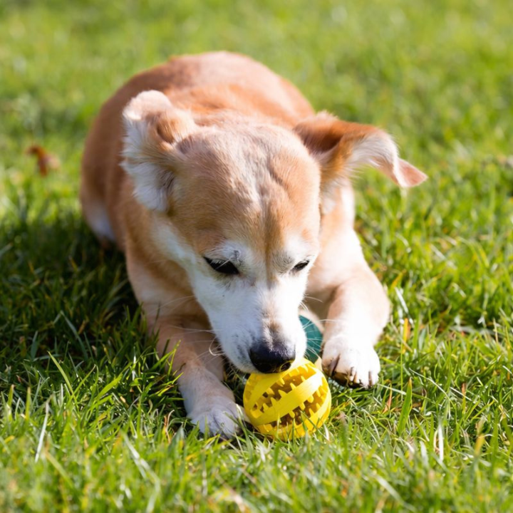 TreatForge │ Treat Dispensing Chew Ball