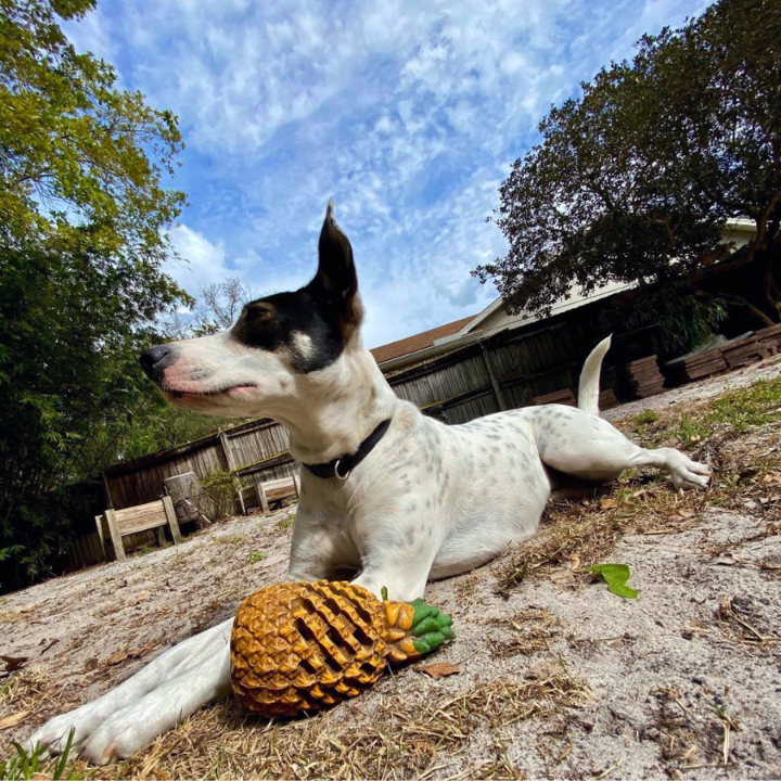 ChewCore │ Pineapple Treat Dispensing Dog Chew Toy
