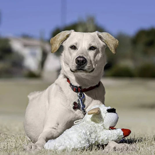 CuddleLamb | Plush Dog Toy