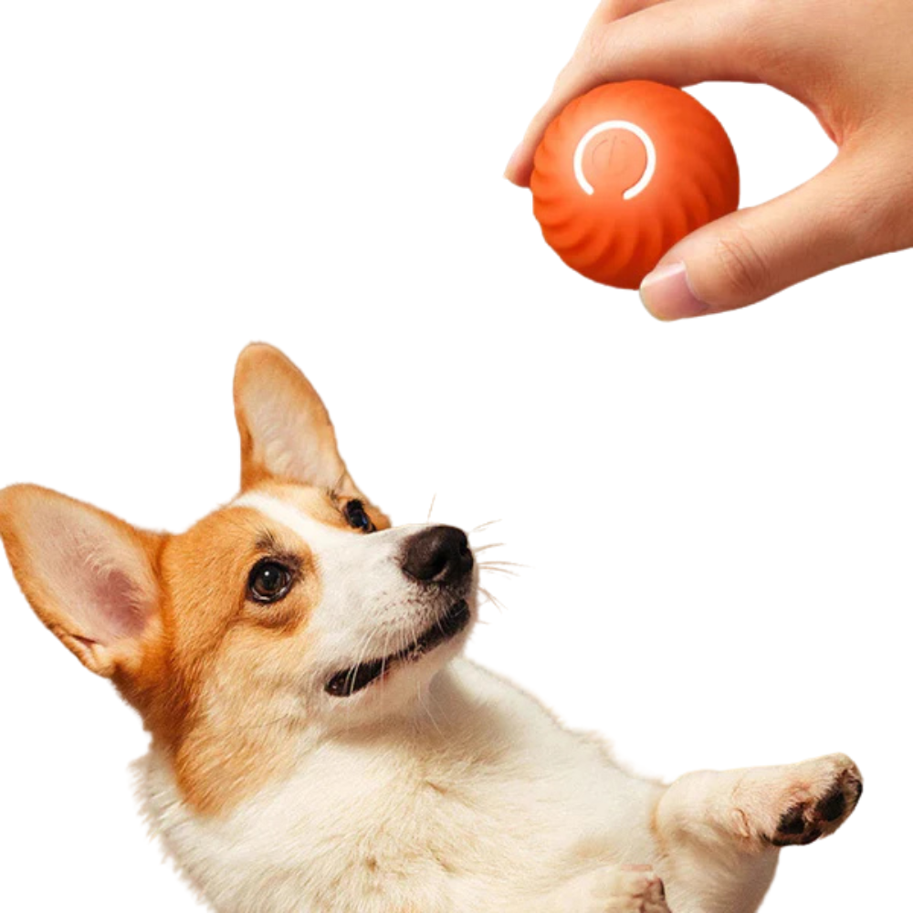 MotionPaws | Smart Interactive Rolling Dog Ball