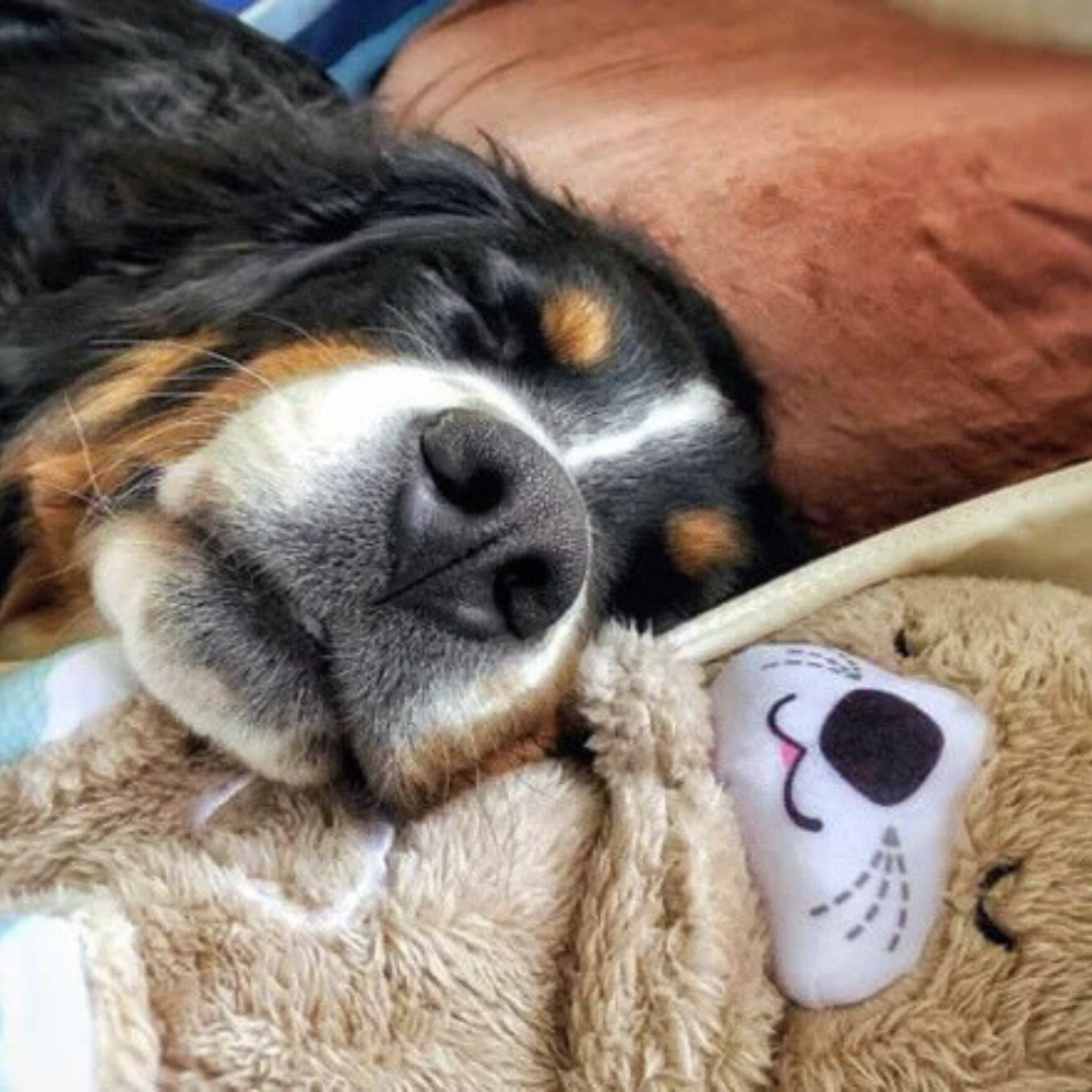 OtterNest │ Plush Comfort Dog Toy