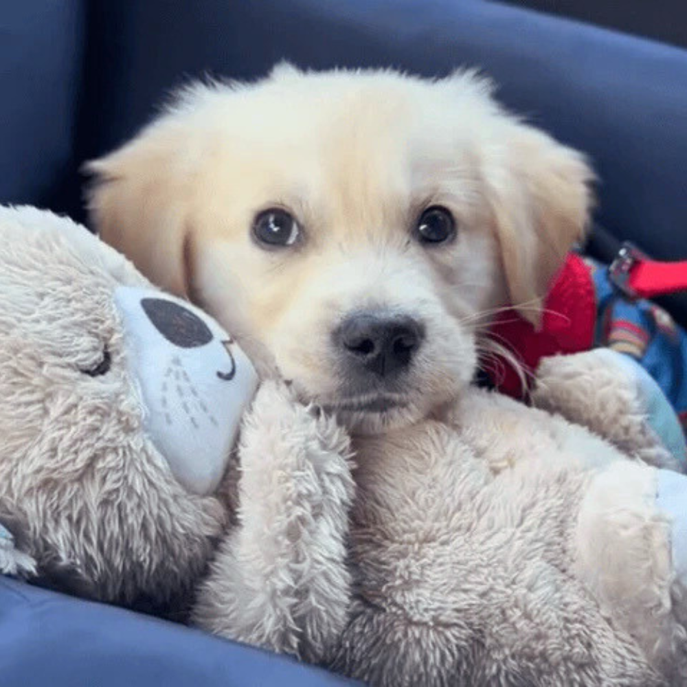 OtterNest │ Plush Comfort Dog Toy