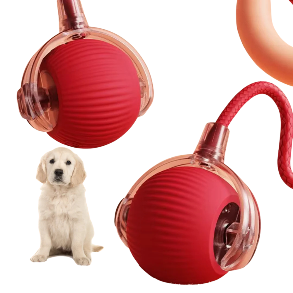 PawTail | Interactive Dog Play Ball