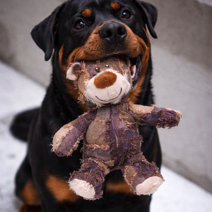 BearTitan │ Indestructible Plush Dog Toy