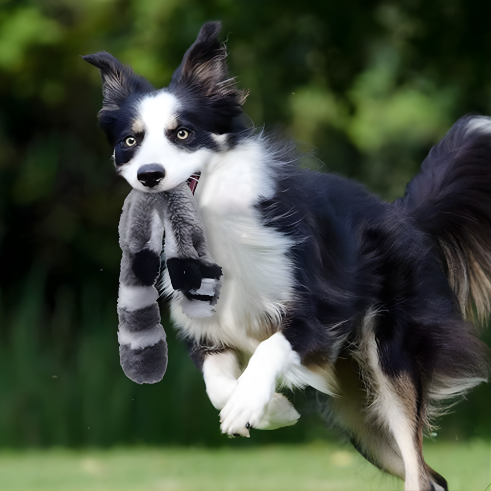 SqueakStretch │ Long Plush Dog Squeaker Toy Set