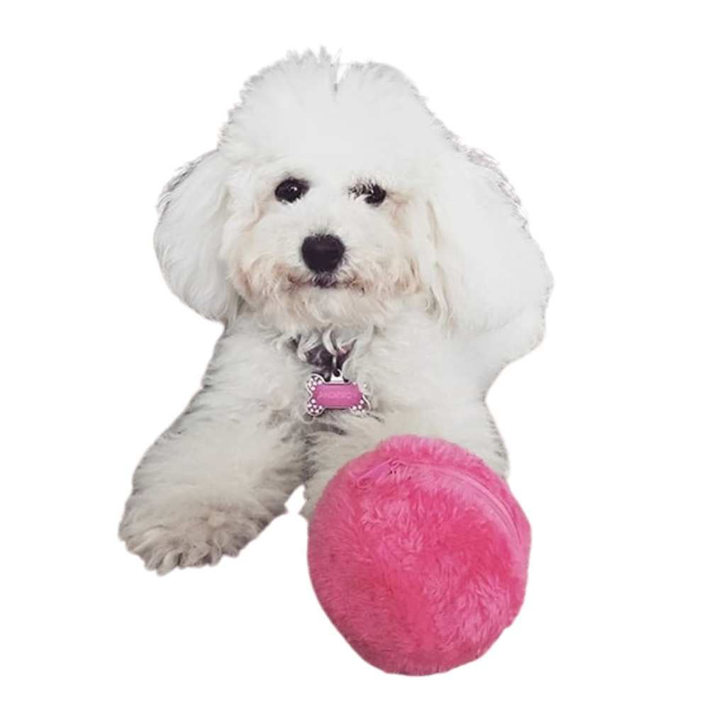 RolliPlay | Automatic Moving Dog Ball with 4 Color Ball Cover