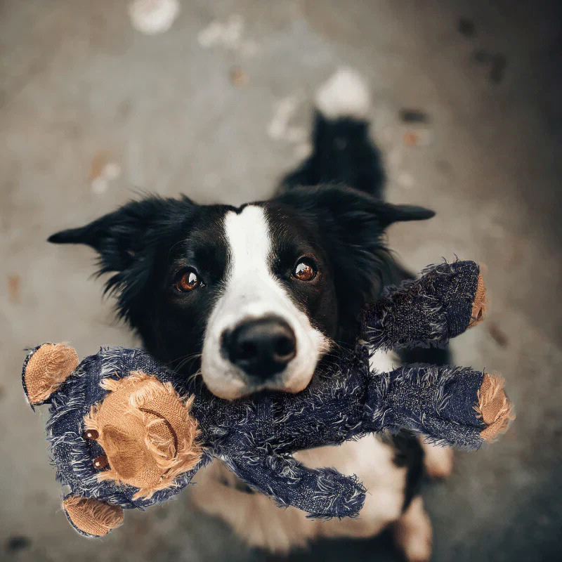 BearTitan │ Indestructible Plush Dog Toy